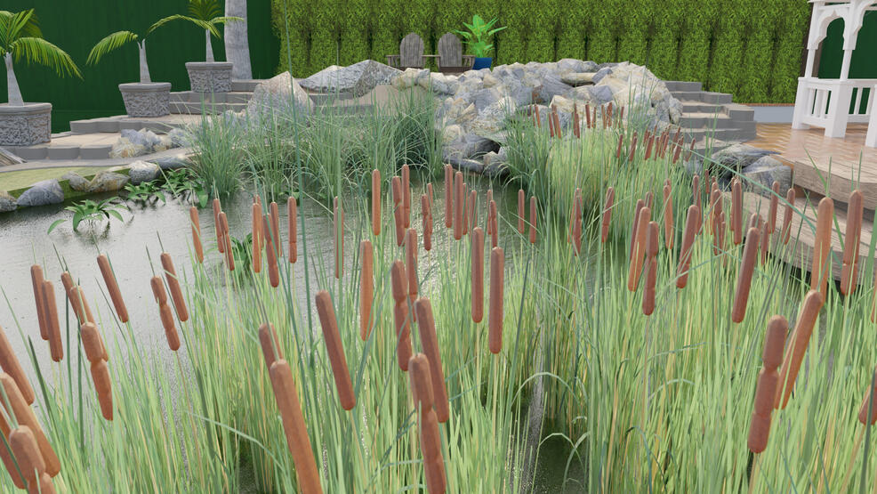 Pond Pond